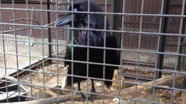 Самая умная птица в мире, "выполняет" комманду "аппорт" как собака приносит палку смотреть онлайн