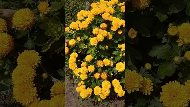 Хризантема мультифлора - солнечное настроение смотреть онлайн