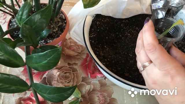 Замиокулькас? размножение листом. Два месяца и клубни выросли?? смотреть онлайн