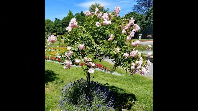Amazing And Most Beautiful Rosa 'Bonica 82' Flowers