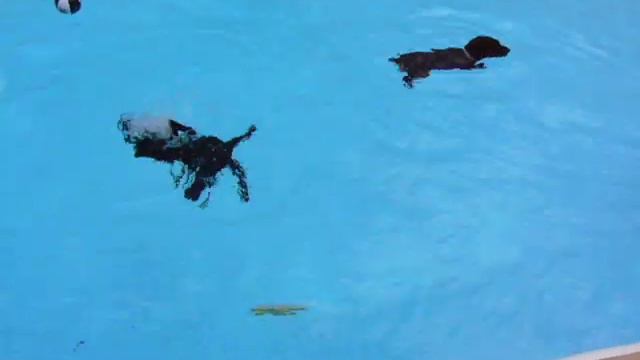 dog swimming under water смотреть онлайн