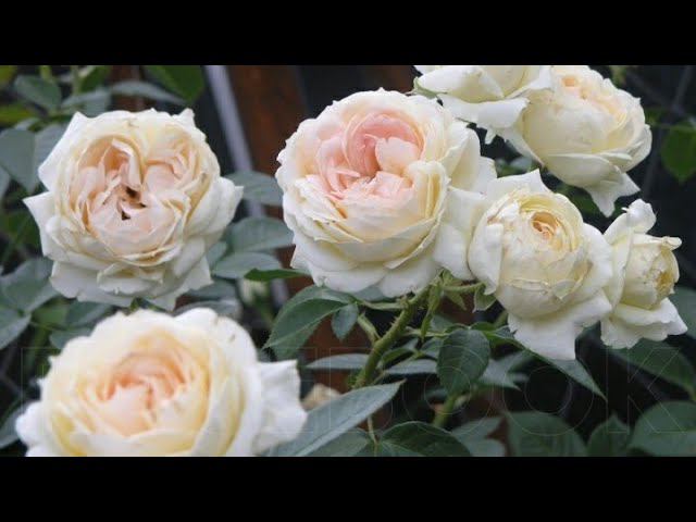 Плетистые розы на весну 2020г. смотреть онлайн