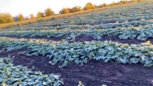 Выращивание арбузов на капельном поливе и тензиометр  в помощь.