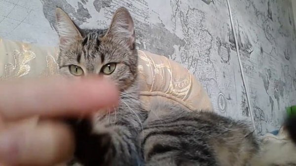 Кошка бьёт меня избевает