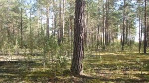 Ориентирование в лесу. Выбор способов ориентирования, часть 1