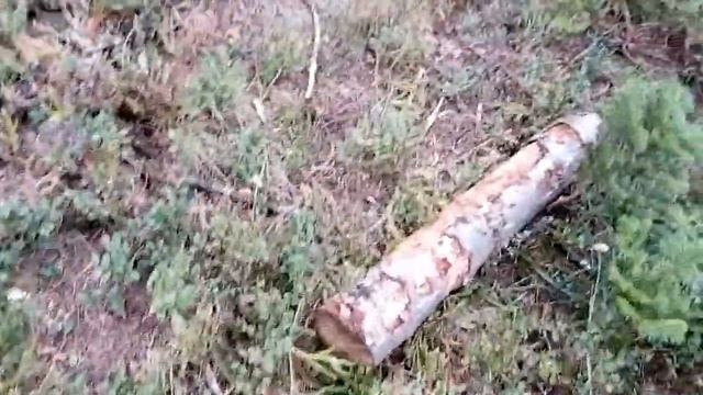 2017-08-20 14-56 Сбор мха вблиз ручья Б.Мамай смотреть онлайн