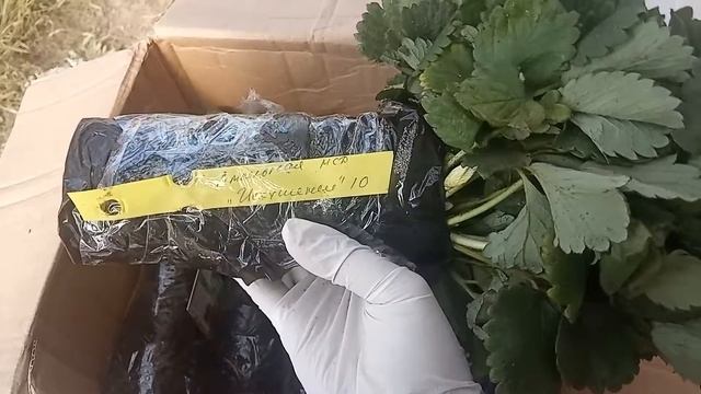 ПРИЯТНО УДИВИЛИ! Распаковка посылки от компании Новосорт. Саженцы клубники смотреть онлайн