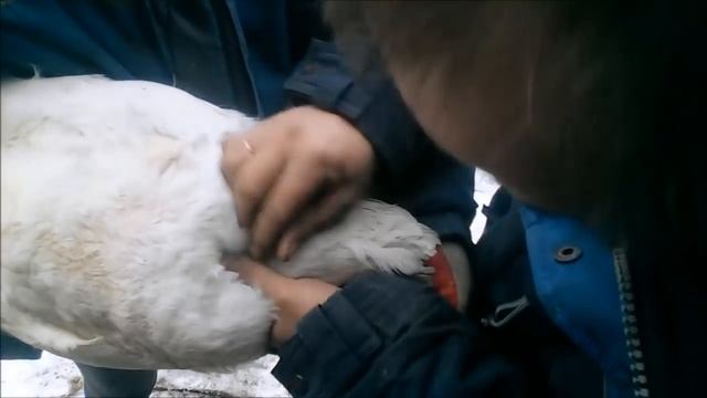 Гуси-лебеди Как определить пол гусей смотреть онлайн