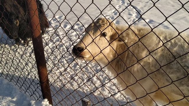 Зооферма. Вот такая мини-корова