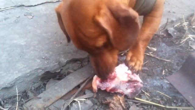 Щенок кушает сочную кость смотреть онлайн