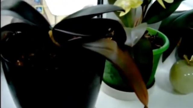 #САПРОГУМИН -УДОБРЕНИЕ ОРГАНИЧЕСКОЕ, удивительная эффективность! 