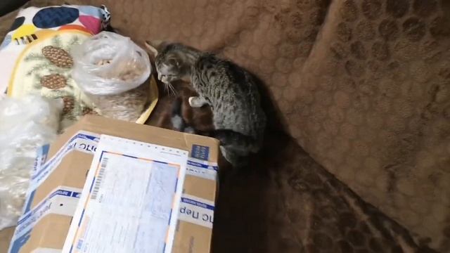 Пашкина каша смотреть онлайн