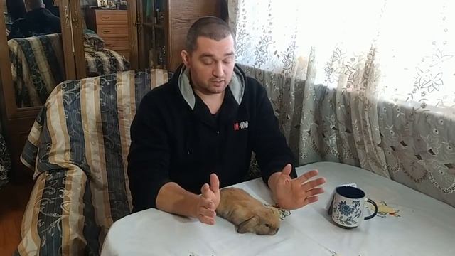 Прививки кроликам, какие делают? смотреть онлайн