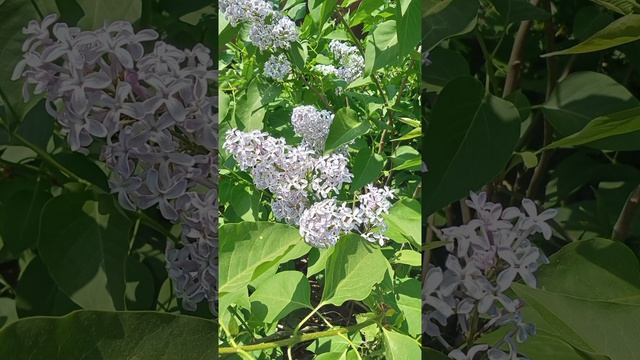 Мої фото літом і весною #квіти #тварини смотреть онлайн