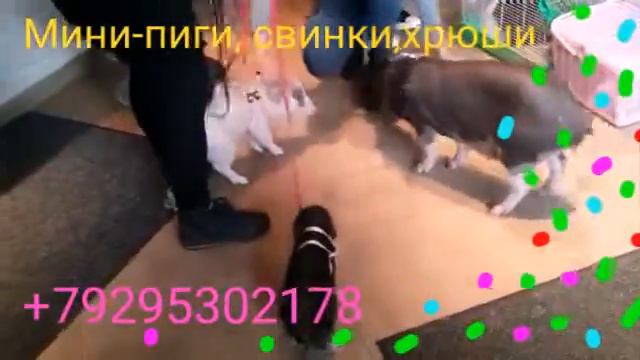 Мини пиги на праздник. Поросята смотреть онлайн