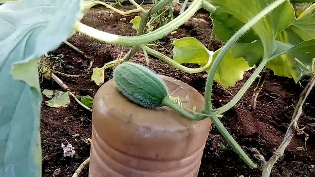Завязь дынь разных сортов, спустя 1 неделю после цветения смотреть онлайн