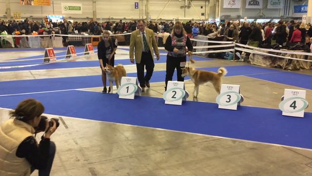 Акита ину выставка IMG 1926 смотреть онлайн