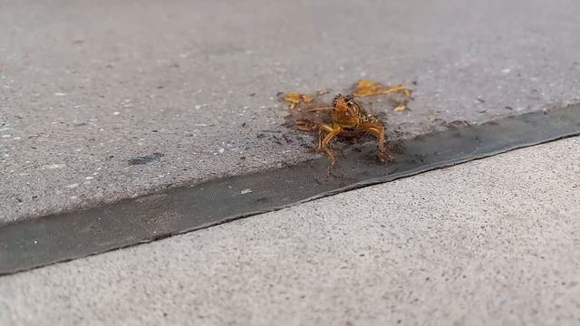 Grasshopper eaten alive by ants смотреть онлайн