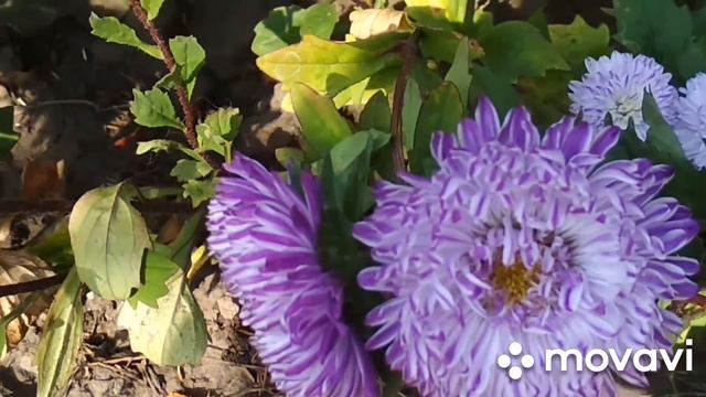 Петунии всё ещё цветут 😃. Георгины красавицы