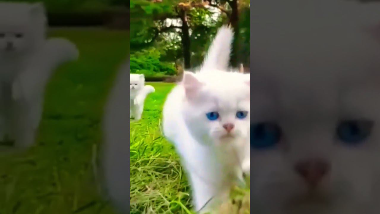 какие пуфыфтые котики(какая милотааа)#shorts#котики#видеонемое смотреть онлайн