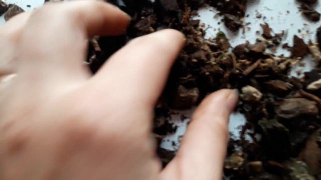 Ура! пришла посылка с Орхидеями. смотреть онлайн