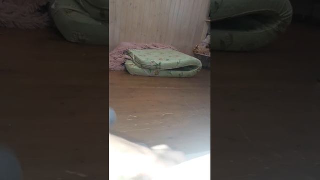 Мой мини домик из матраса с котиком(Муриком) смотреть онлайн