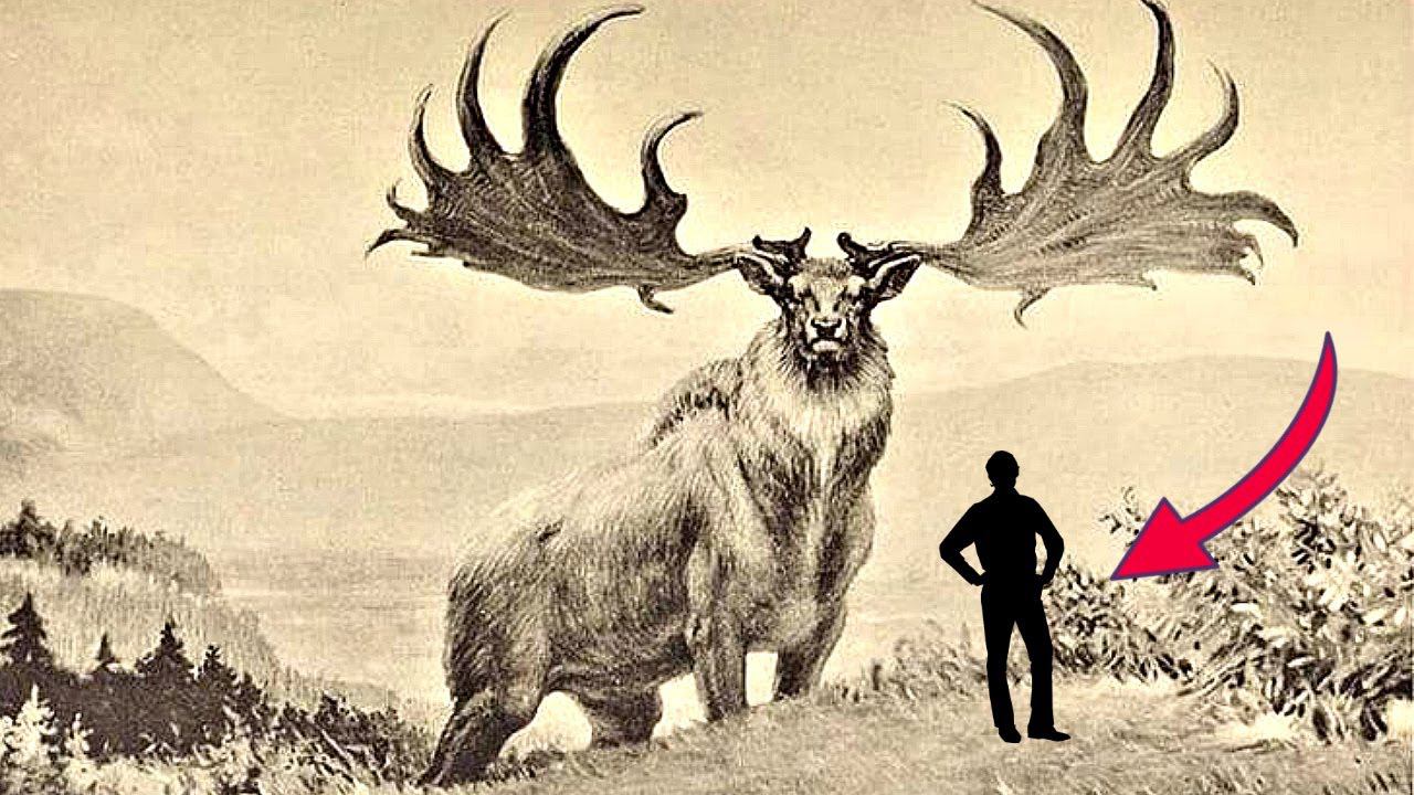 ЭТОГО ВЫМЕРШЕГО ЛОСЯ УЧЕНЫЕ ВПОЛНЕ МОГУТ "ВОСКРЕСИТЬ" смотреть онлайн