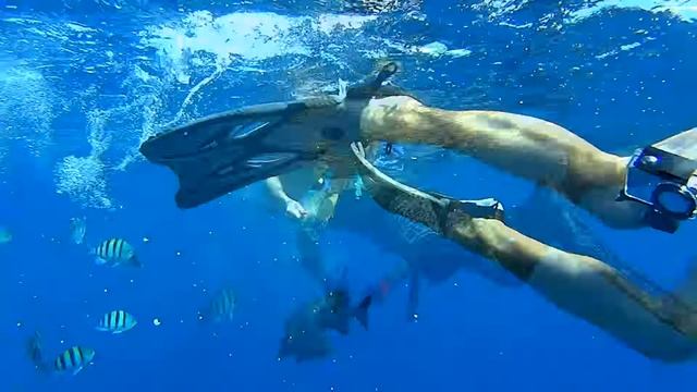 Опасности Красного моря. Необходимый комплект снаряжения. смотреть онлайн