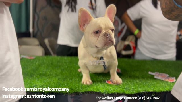 DDK DOG SHOW ATL/ FREAK NIK / REMIX ROYAL COMPANY смотреть онлайн