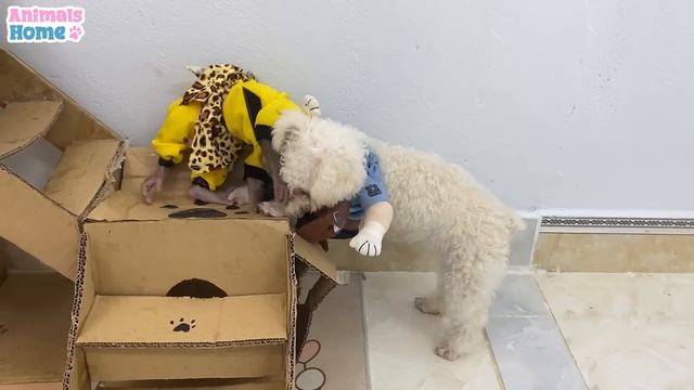 Monkey BiBi Protects The Duckling Princess From Amee Dog