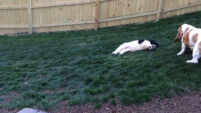 Scout The Landseer Newfoundland Puppy Meets Franklin The Basset Hound