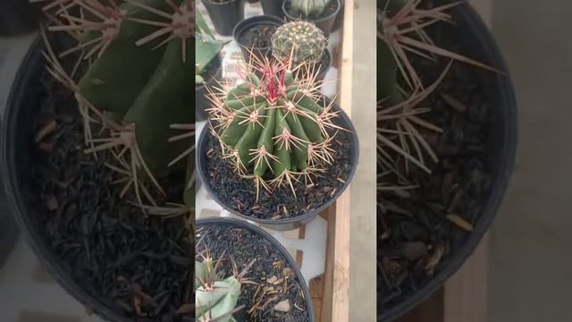 Garden Fb.narya agave corner смотреть онлайн