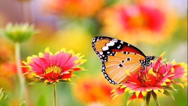 Евангелие и Апостол дня | 29 июня 2022 смотреть онлайн