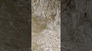 Корневая система грецкого ореха, все о деревьях