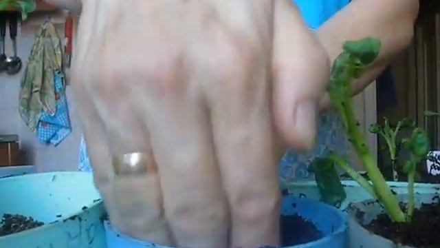 пикирую ростки картофеля смотреть онлайн