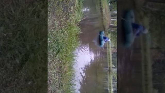 Чистка озера от водорослей смотреть онлайн