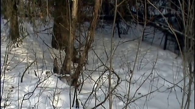 Охота с вельштерьером Джесси.avi смотреть онлайн