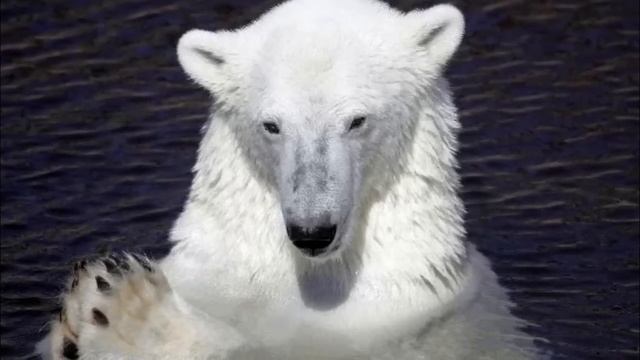 Белый медведь прeслeдовал человeка в лодке, узнав причину этого, мужчина не сдержал слёз! смотреть онлайн