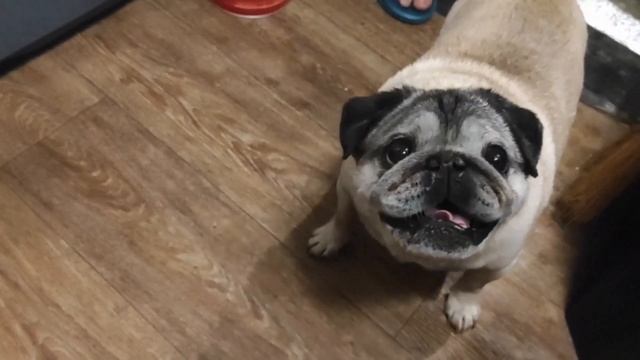 Влог / Середина июня / Мопс / Кошки / Дача / Кеды / Бигуди смотреть онлайн