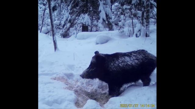 Кабан в зимнем лесу смотреть онлайн