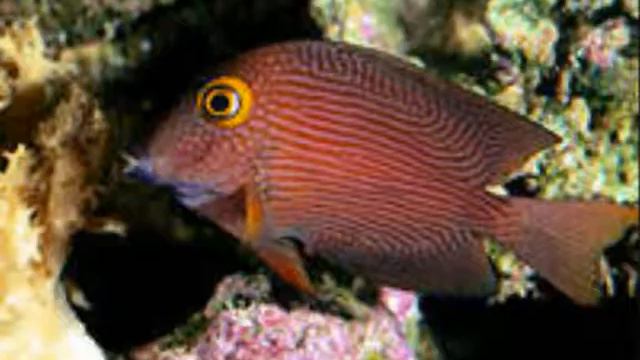 «рыбку пустили в море» смотреть онлайн