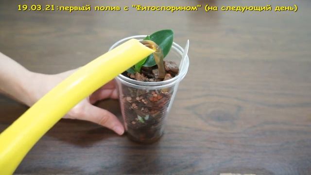 ВСЕ об УХОДЕ за ДЕТКОЙ ОРХИДЕИ.Детка орхидеи на цветоносе:отделение,посадка,уход,результат. смотреть онлайн