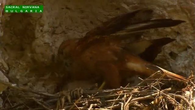 Oliver Shanti - Sacral Nirvana Bulgaria - НЕ НА ШИСТОВИЯ ГАЗ смотреть онлайн