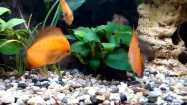 Дискусы кушают (Дискусы - Diskus)