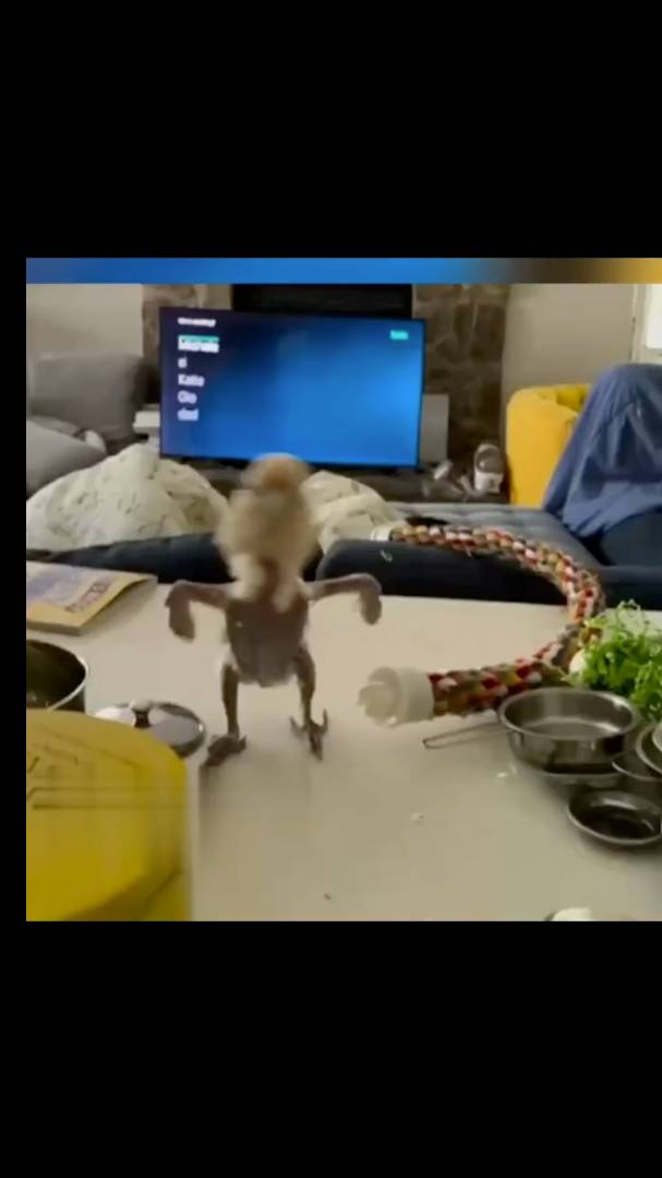 Смех до слез №53 - Лучшие Приколы 2024 #Шортс #Ютубшортс #Смех #Приколы #Мемы #Shorts смотреть онлайн