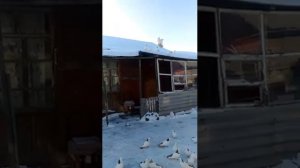 16.04.2020.г . БАКИНСКИЕ БОЙНЫЕ ГОЛУБИ ШЕЙКИ"!!!