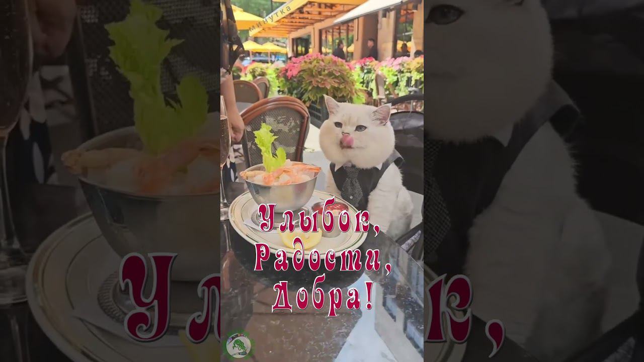 Доброе утро! Хорошего дня! смотреть онлайн