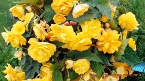 Бегония клубневой Еллоу (yellow) ? обзор: как сажать, семена бегонии Еллоу