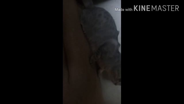 КОТ ЗАЛАГАЛ / ЗАНИЖЕНЫЙ КОТ, КАК ПРИОРА У МАГАММЕДА смотреть онлайн