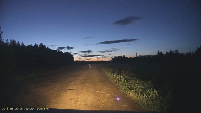В мире животных. Косуля сеголеток по дороге на Усть-Багаряк смотреть онлайн